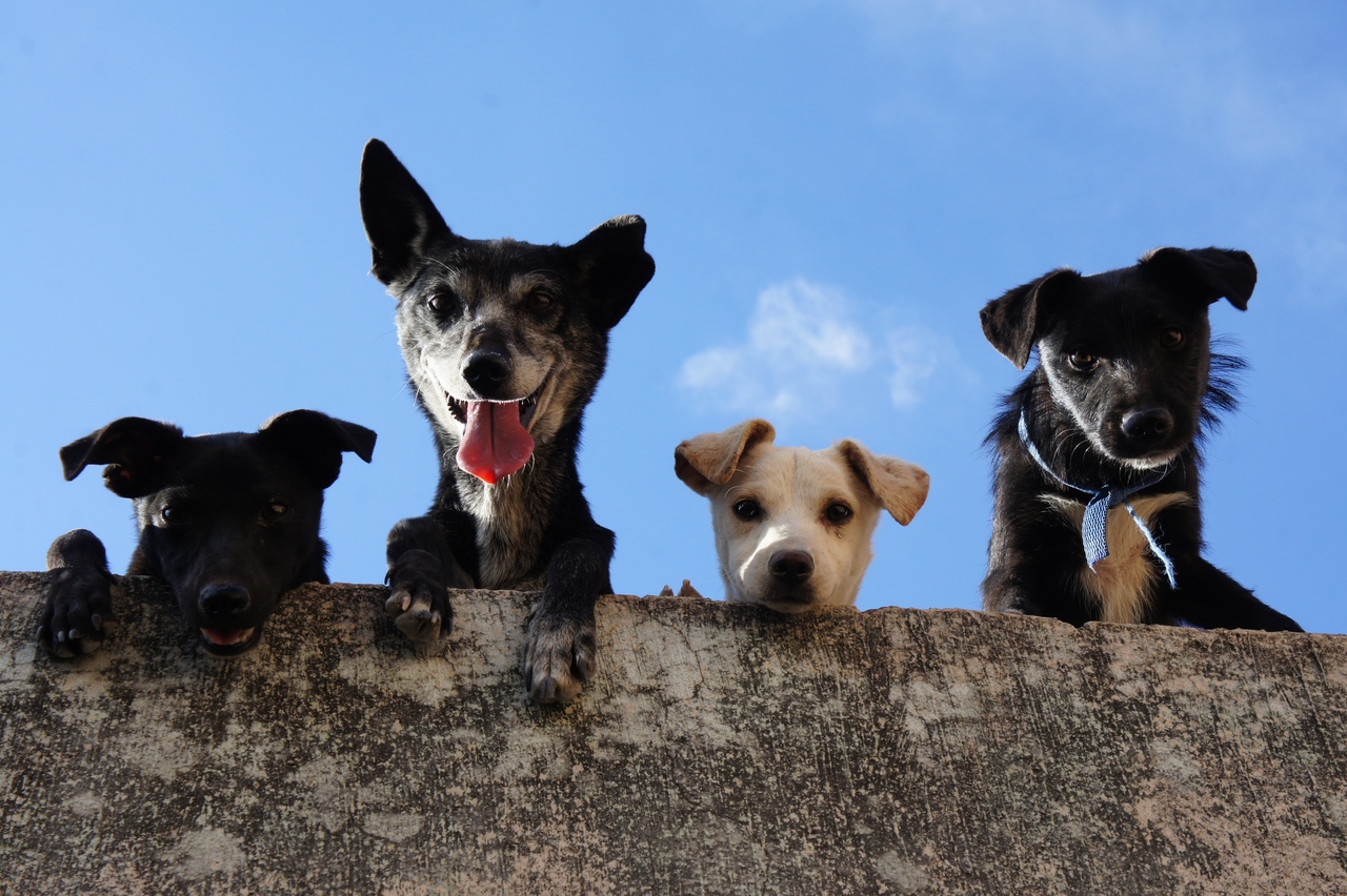 imagem de pets